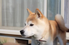 かわいい息子③