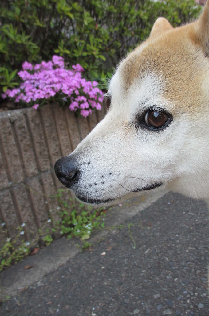 しば犬としば桜♪