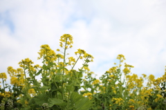 菜の花④