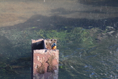 カワセミ③