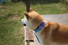かわいい息子