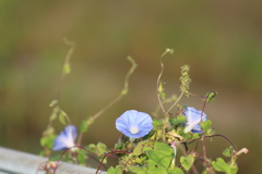夏の忘れ物