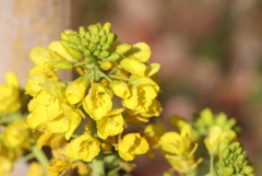 菜の花