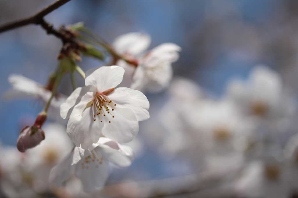 土手の桜