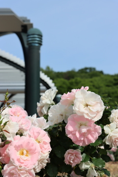 薔薇②