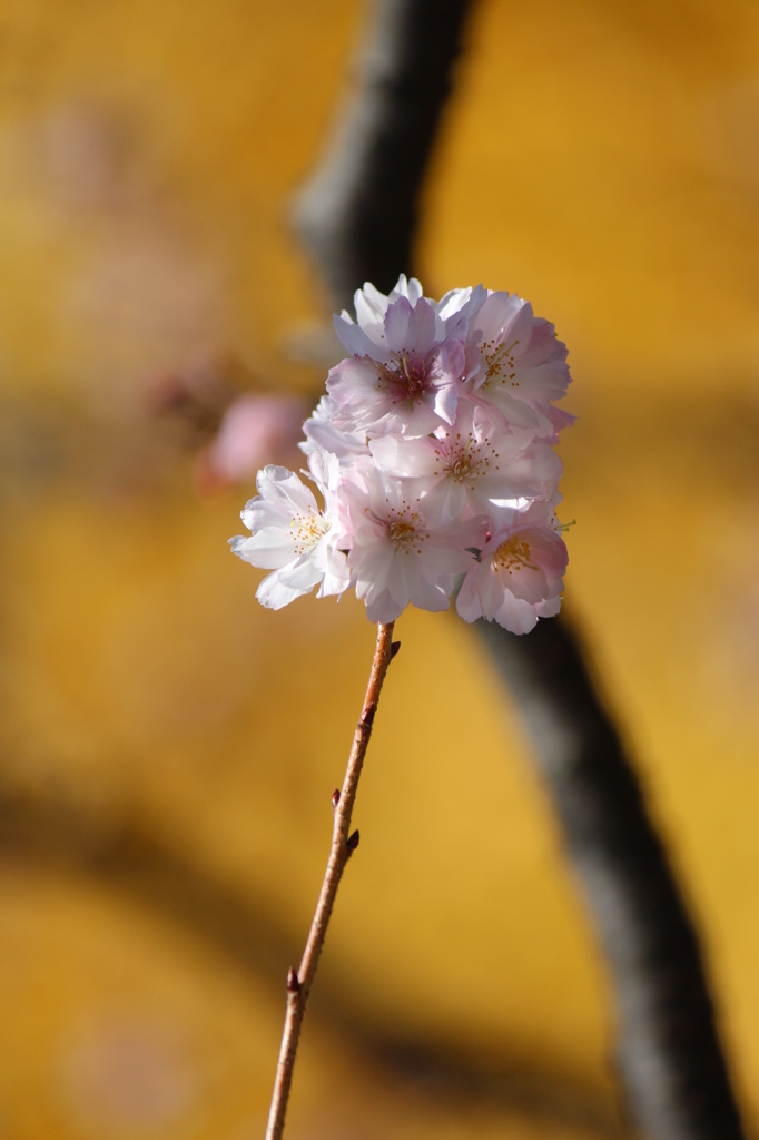 寒桜