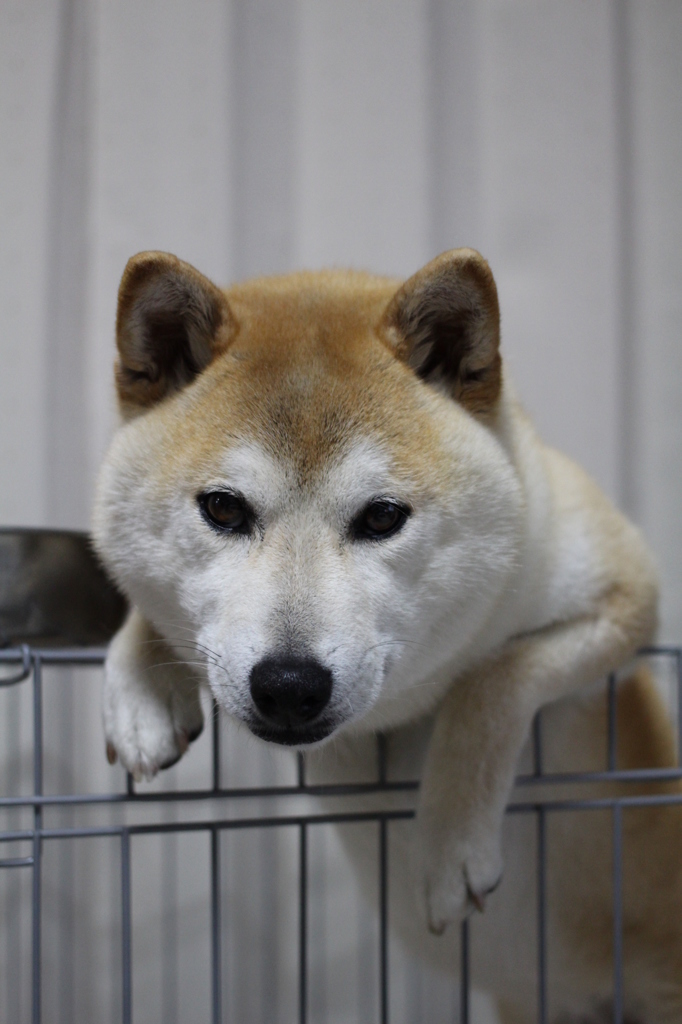 朝ごはん待ち・・カメラ目線＾＾