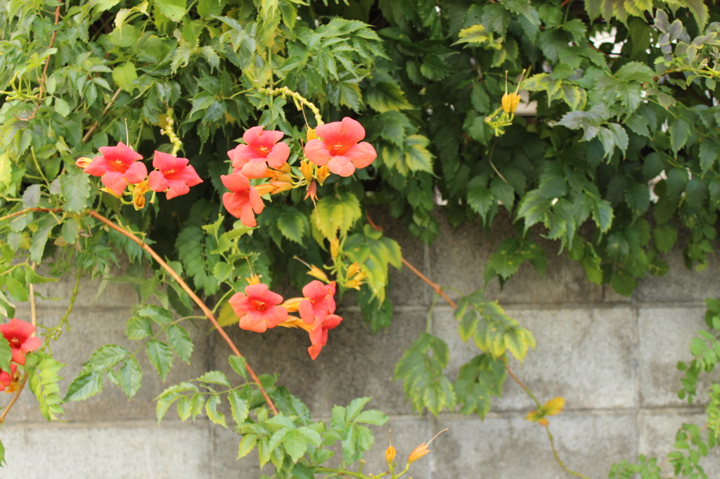 夏の名残・・・・・