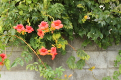 夏の名残・・・・・