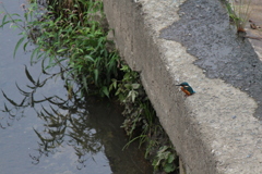 カワセミ③