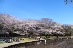 桜に優しい公園