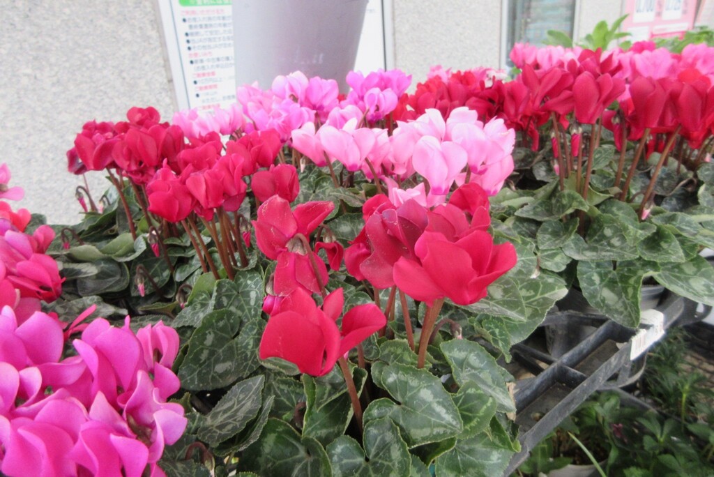 JAにて①