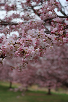 土手の桜①
