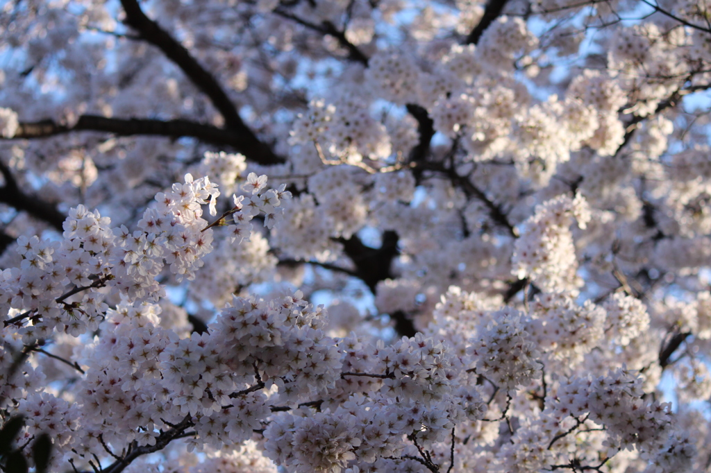 桜満開＾＾