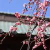 しだれ梅
