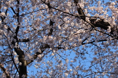 桜～～♪