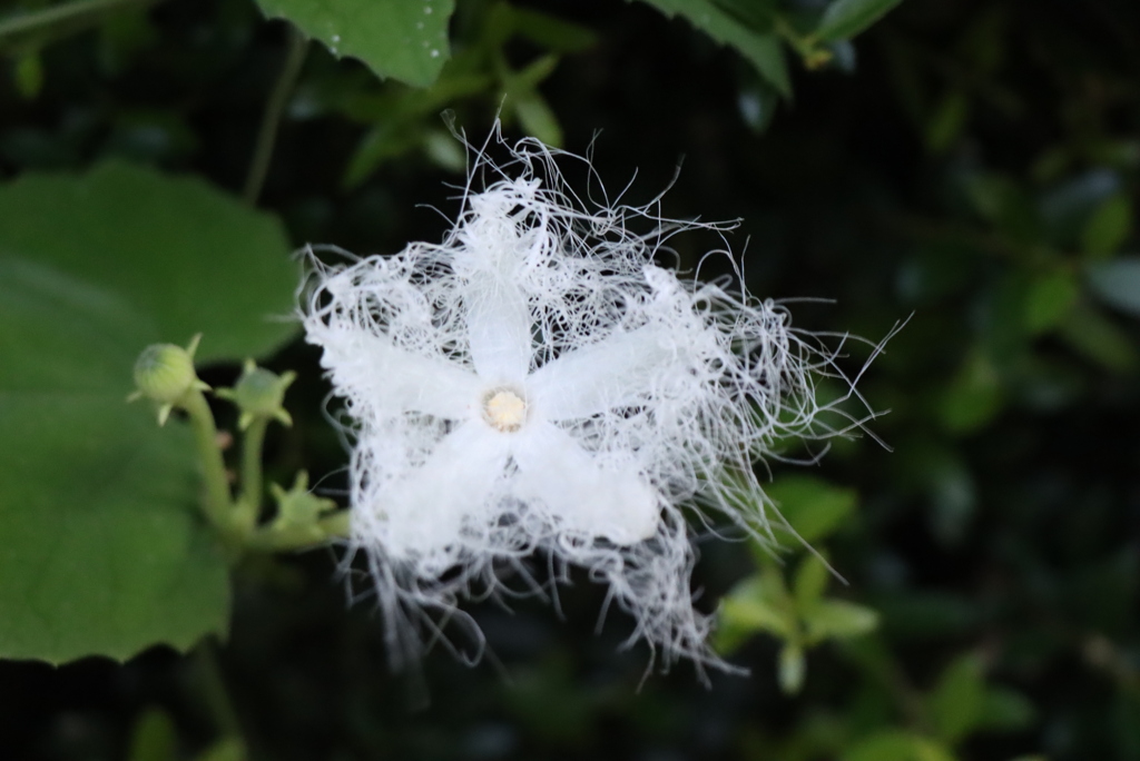 からすうりの花①