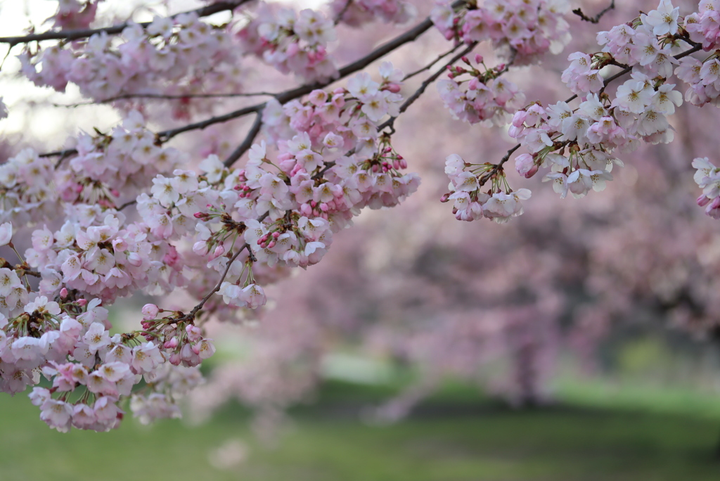 桜満開③