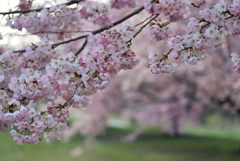 桜満開③