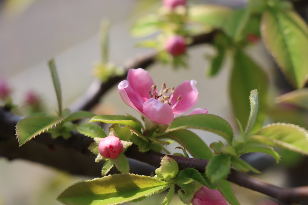 カリンの花②