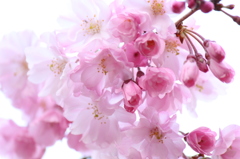 桜・・2013