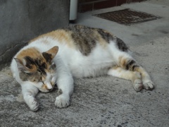 長崎にゃんこ