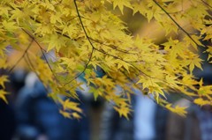 清凉寺の紅葉