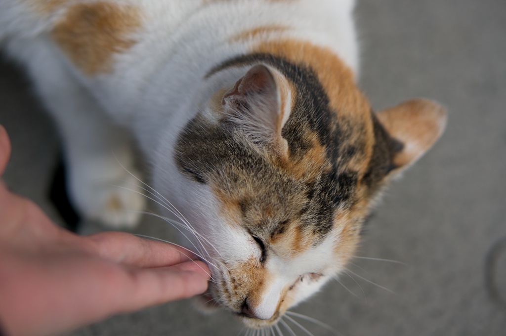 ねこまっしぐら（？）