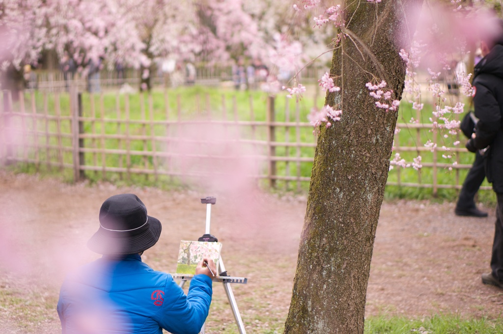 大きな桜の木の下で♪