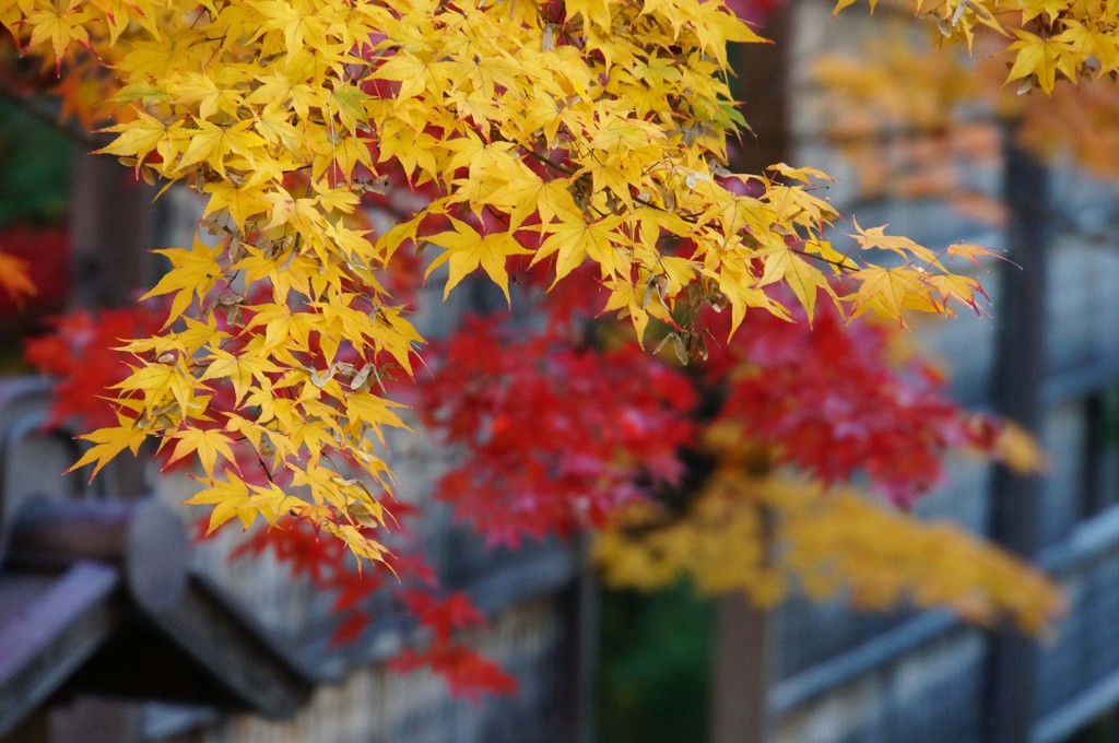 清凉寺の紅葉