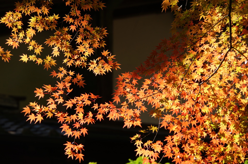 南禅寺の紅葉