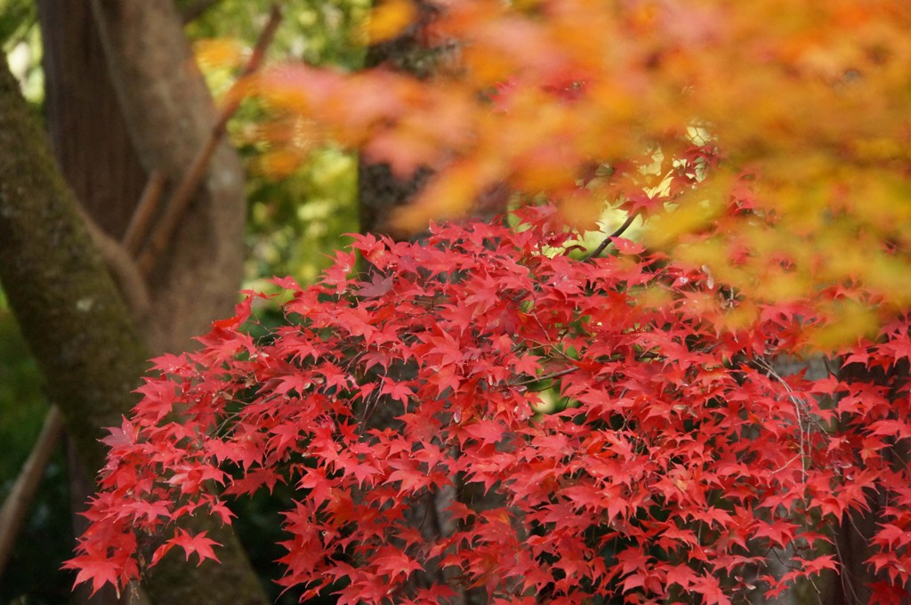 二尊院の紅葉