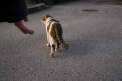 じぶん、犬派やし。