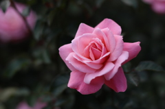 薔薇