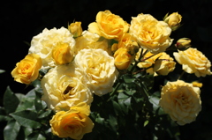 薔薇