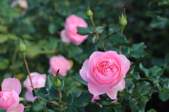 薔薇
