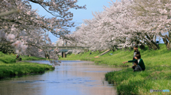 玉湯川 桜風景 1
