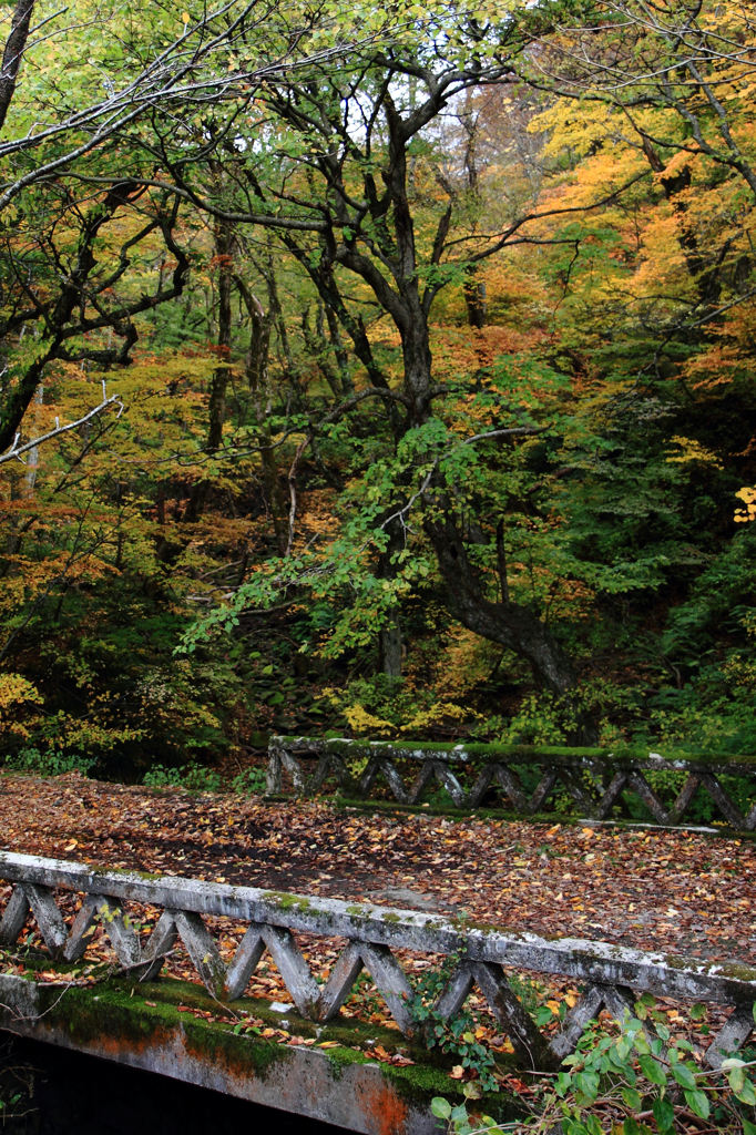 苔むす忘橋