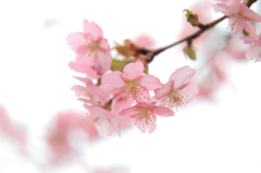 河津桜 - 花恋に