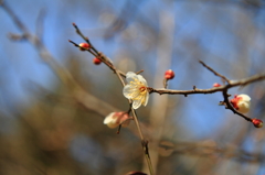 公園にて ウメ