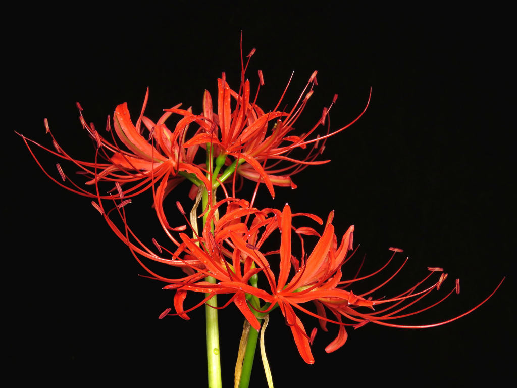 曼珠沙華1