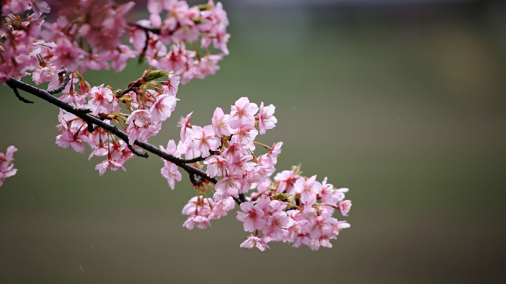 河津桜Ⅰ