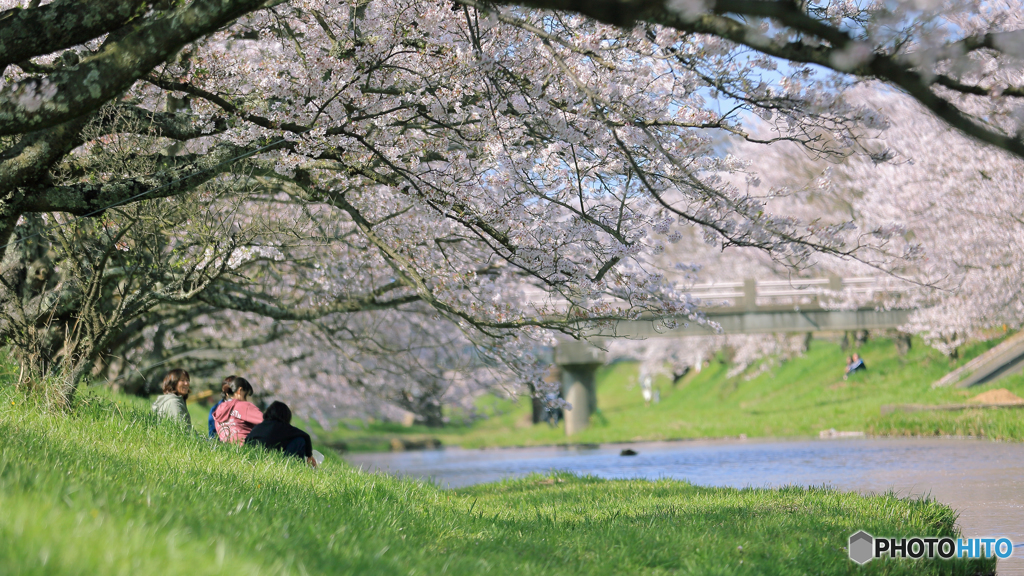 玉湯川 桜風景 3