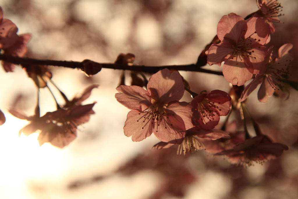 河津桜 - シックに