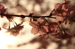 河津桜 - シックに