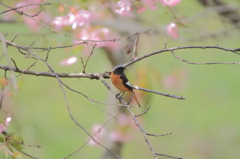 どこから来たの？