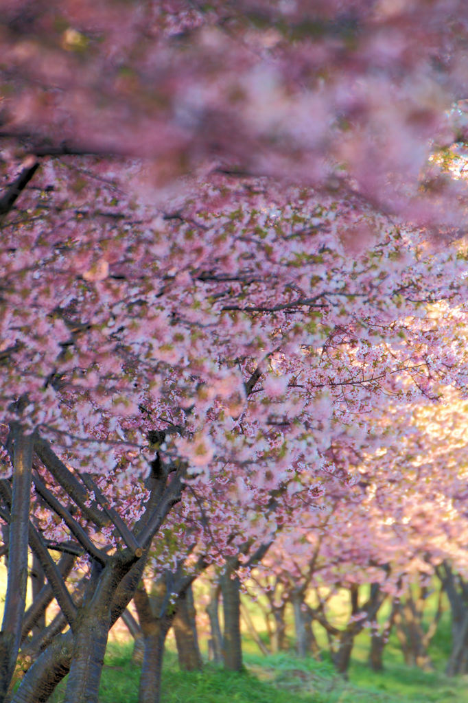満開の河津桜