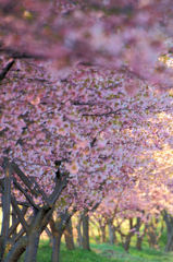 満開の河津桜