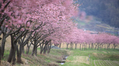 河津桜並木