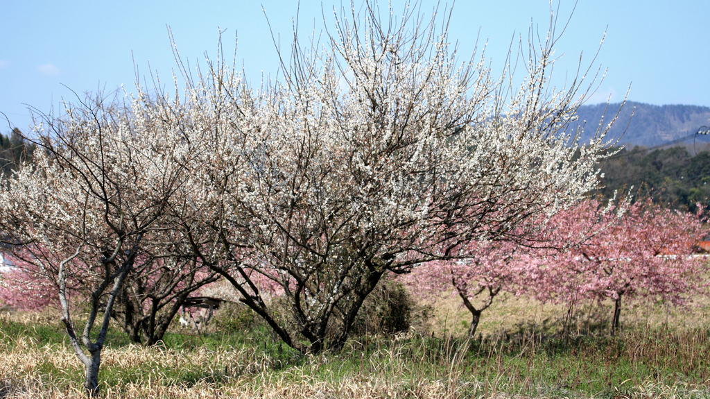 白梅と河津桜